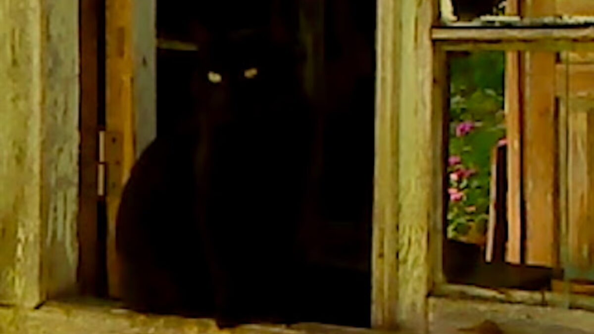 Interview: Alexandre Koberidze on Dry Leaf